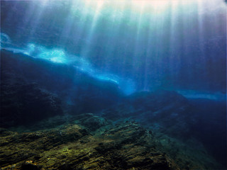 适合冬天种植的植物种类-