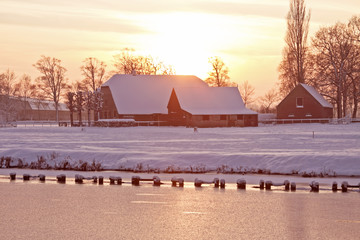 适合冬天种植的植物种类-